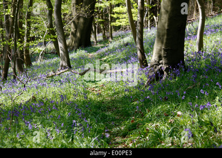 Bluebells printemps floraison dans le Chantries Bois près de Guildford dans le Surrey Banque D'Images