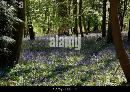 Bluebells printemps floraison dans le Chantries Bois près de Guildford dans le Surrey Banque D'Images