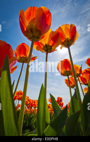 Les tulipes fleurissent dans la rivière Skagit Valley, Washington, USA Banque D'Images