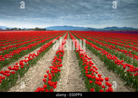 Les tulipes fleurissent dans la rivière Skagit Valley, Washington, USA Banque D'Images