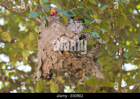 Un papier abandonné suspendu à un nid de guêpes de Holly Tree en automne Banque D'Images