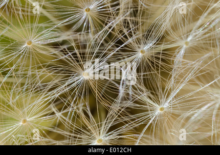 Closeup détail de la dispersion des graines les graines de pissenlit réveil blanc parapluie Parapluie chaque graine à tête ronde pappus est de 8 mm dans l'ensemble Banque D'Images