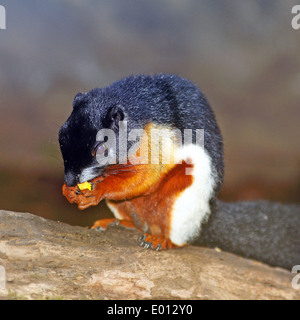 L'écureuil de couleur tri-asiatique (Callosciurus) Banque D'Images