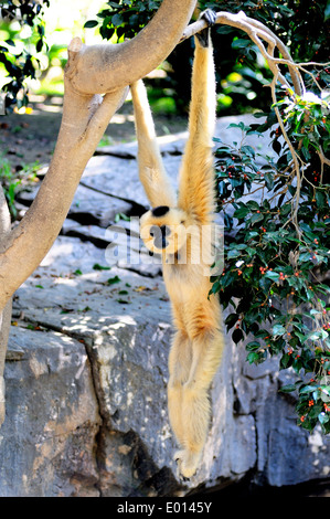 La joue d'or gibbon, également connu sous le nom de yellow-cheeked gibbon (Nomascus gabriellae). Banque D'Images