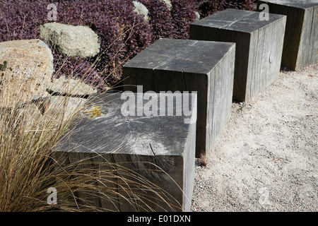 Attisé par des touffes de gazon evergreen Chionochloa rubra formant des tapis 'evergreen' Acaena intermis purpurea Purple Nouvelle Zélande Banque D'Images