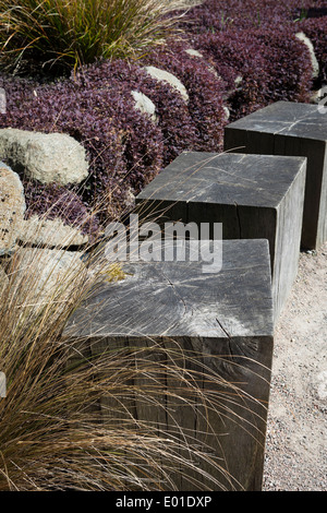 Attisé par des touffes de gazon evergreen Chionochloa rubra formant des tapis 'evergreen' Acaena intermis purpurea Purple Nouvelle Zélande Banque D'Images