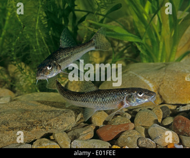 Gudgeon (Gobio gobio). Deux poissons dans l'eau. Allemagne Banque D'Images