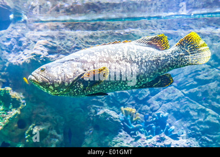 La perche en pierre d'une photo dans un plus grand aquarium Banque D'Images