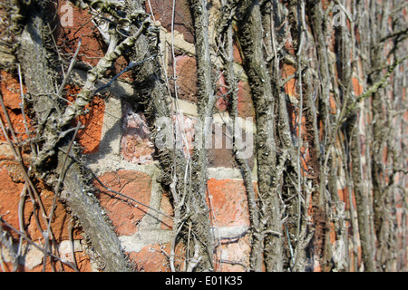 Boston ivy lierre japonais plante rampante sur mur mur de brique rouge de Suffolk Banque D'Images