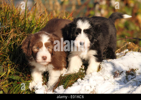 Bearded Collie. Deux chiots dans la neige. Allemagne Banque D'Images