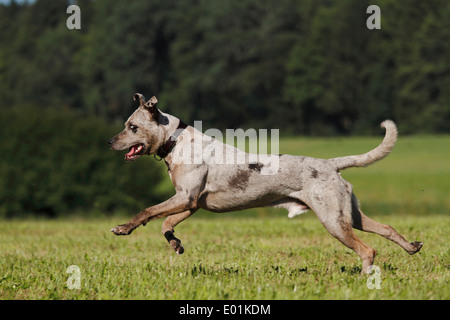 Louisiana Catahoula Leopard Dog. Des profils d'exécution sur un pré. Allemagne Banque D'Images