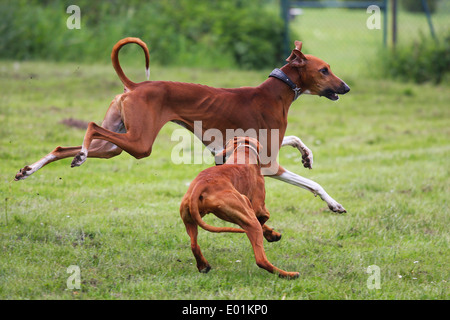 Azawakh et hongrois Vizsla devint fonctionnant sur un pré. Allemagne Banque D'Images