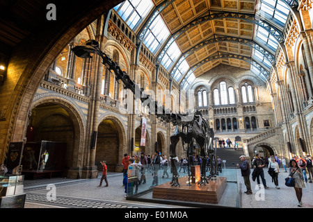 Sur l'affichage des dinosaures au Musée d'Histoire Naturelle de Londres Royaume-Uni Banque D'Images