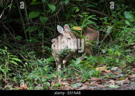 Le cerf de Virginie (Odocoileus virginiananus). Doe ou femme. Parcourant la végétation. Banque D'Images