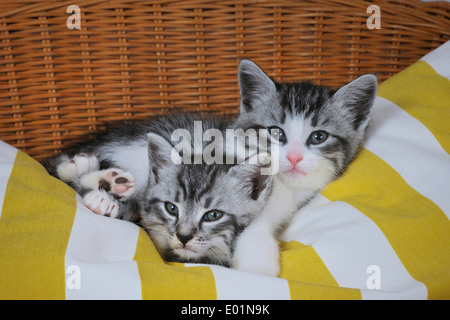 Chat domestique. Deux chatons câlins ensemble sur un coussin dans un fauteuil en osier. Allemagne Banque D'Images