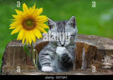 Chat domestique. Tabby chaton dans une souche d'arbre à côté d'un tournesol. Allemagne Banque D'Images