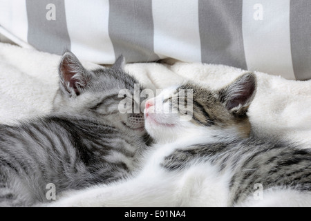 Chat domestique. Deux chatons câlins ensemble pendant le sommeil. Allemagne Banque D'Images