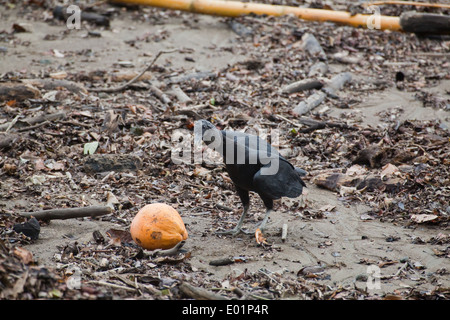 Urubu noir américain (Coragyps atratus). Les charognards sur plage de marée basse. À propos d'enquêter sur une échoués la noix de coco. Banque D'Images