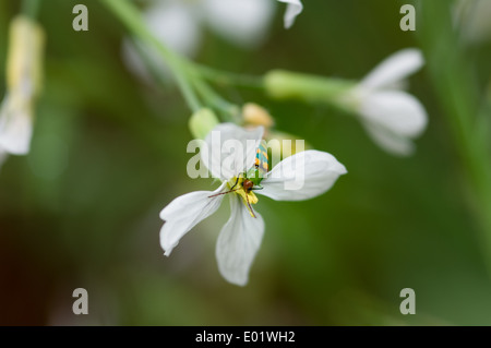 Insecte coléoptère bug vert et jaune, de boire le nectar d'une fleur blanche. Banque D'Images