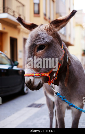 Ane en Bénédiction des animaux, Nules Banque D'Images