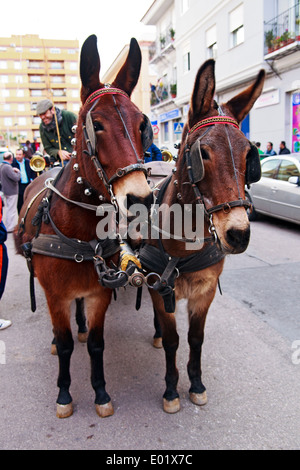 Paire de mules à profit pour panier à bénédiction de th les animaux, Nules Banque D'Images