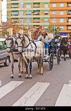 Paire de chevaux blancs à profit pour le transport en Bénédiction des animaux Parade, Nules Banque D'Images