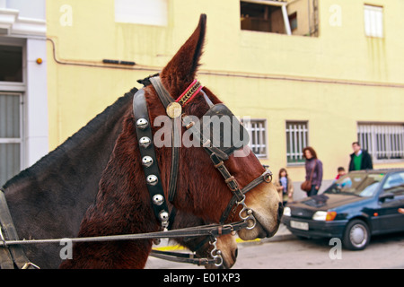 Mule en faisceau à l'Bénédiction des animaux Parade, Nules Banque D'Images