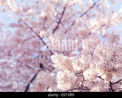 Gros plan artistique fleur de cerisier avec une faible concentration, cerisier japonais en fleurs flowers background Banque D'Images