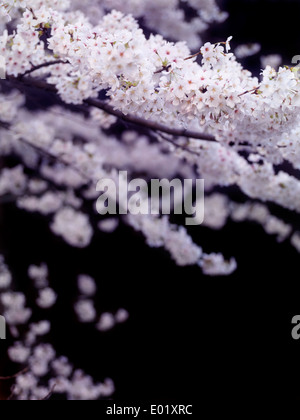 Fleur de cerisier sur fond noir. Japonais en fleurs fleurs de cerisier sakura sur noir. Banque D'Images