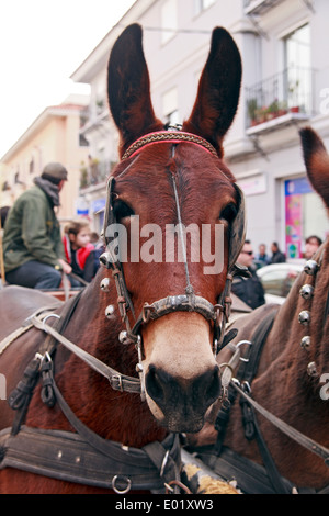 Mule en faisceau à l'Bénédiction des animaux Parade, Nules Banque D'Images