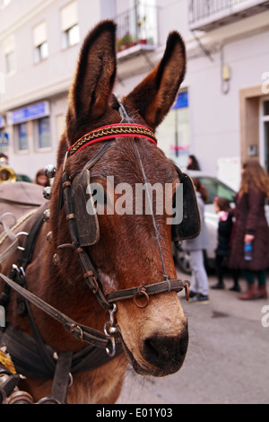 Mule en faisceau à l'Bénédiction des animaux Parade, Nules Banque D'Images