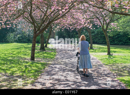 Grand-mère poussant un petit-enfant en buggy en vertu de la floraison des cerisiers Saltwell Park Gateshead North East England UK Banque D'Images