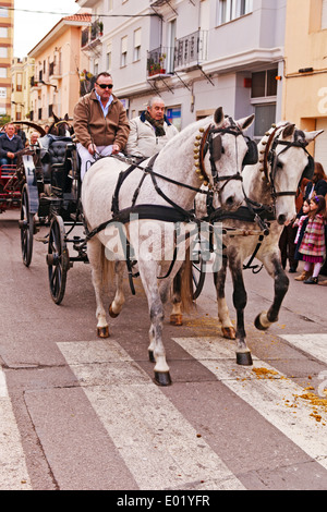 Paire de chevaux blancs à profit pour le transport en Bénédiction des animaux Parade, Nules Banque D'Images