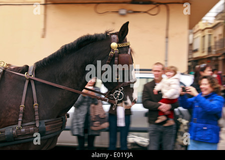 Black/brown chevaux tête dans Bénédiction des animaux parade, Nules Banque D'Images