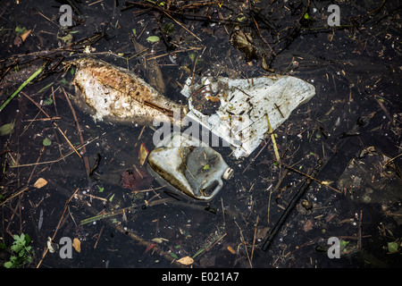 Poisson pourri mort parmi les déchets flottants et les déchets non dégradables dans l'eau de la rivière Banque D'Images