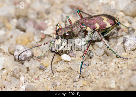 Le Tiger Beetle bronzé Banque D'Images