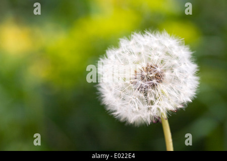 Taraxacum officinale. Dandelion seedhead. Banque D'Images