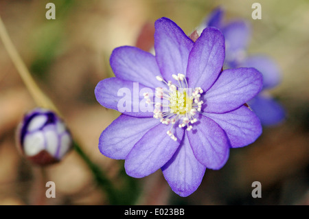 L'hépatique (Hepatica nobilis) croissant sur la forêt de moss