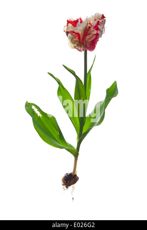 Ensemble parrot tulip Banque D'Images