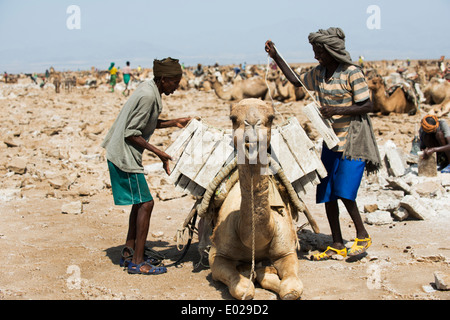 L'extraction de sel dans le lac Asale dans la dépression Danakil. Banque D'Images