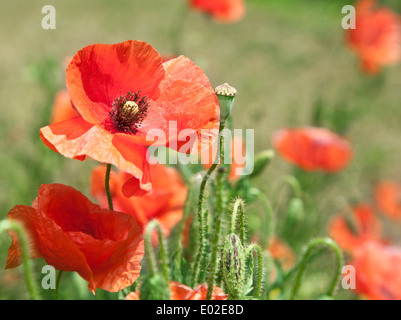 Gros plan de fleur de pavot d'offres. Banque D'Images