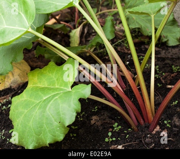 La rhubarbe dans le jardin.. Banque D'Images