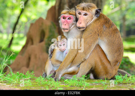 Toque Macaque (Macaca sinica), singe famille, câlins, Polonnaruwa, Sri Lanka, Banque D'Images