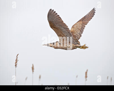 Petit Blongios eurasien ou butor étoilé (Botaurus stellaris) en vol, Autriche Banque D'Images