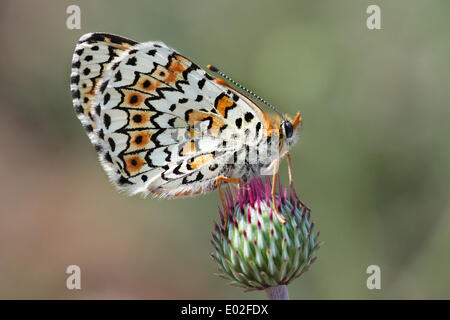 Glanville fritillary (melitaea cinxia), Haute-Bavière, Bavière, Allemagne Banque D'Images