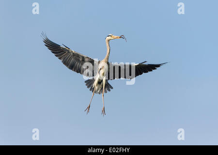 Héron cendré (Ardea cinerea) en vol avec le matériel du nid, Basse-Saxe, Allemagne Banque D'Images