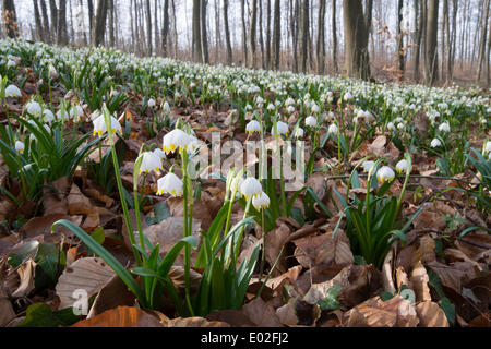 Printemps (Leucojum vernum) Flocons, Basse-Saxe, Allemagne Banque D'Images