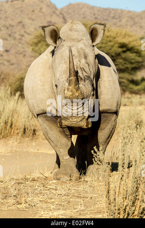 Le rhinocéros blanc (Ceratotherium simum), Okapuka Ranch, Namibie Banque D'Images