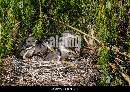 Héron cendré (Ardea cinerea), les jeunes oiseaux dans un nid, Basse-Saxe, Allemagne Banque D'Images