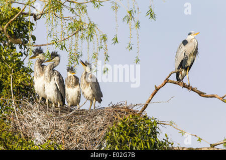 Héron cendré (Ardea cinerea), les jeunes oiseaux dans un nid avec un oiseau adulte, Basse-Saxe, Allemagne Banque D'Images